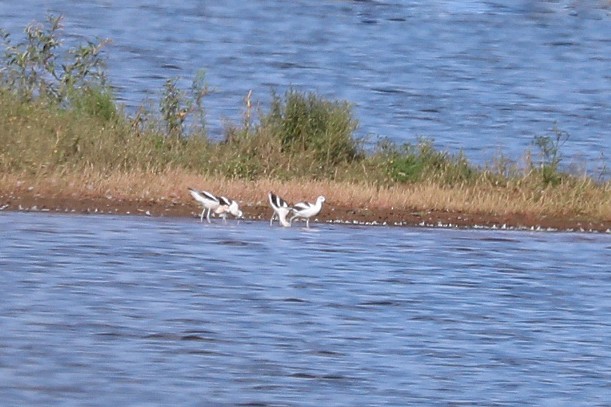 Avocette d'Amérique - ML608411008