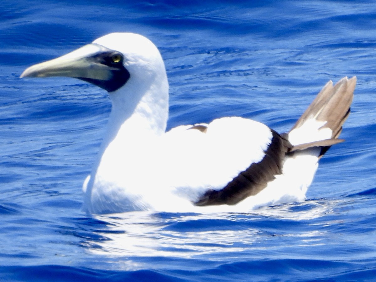 Masked Booby - ML608411009
