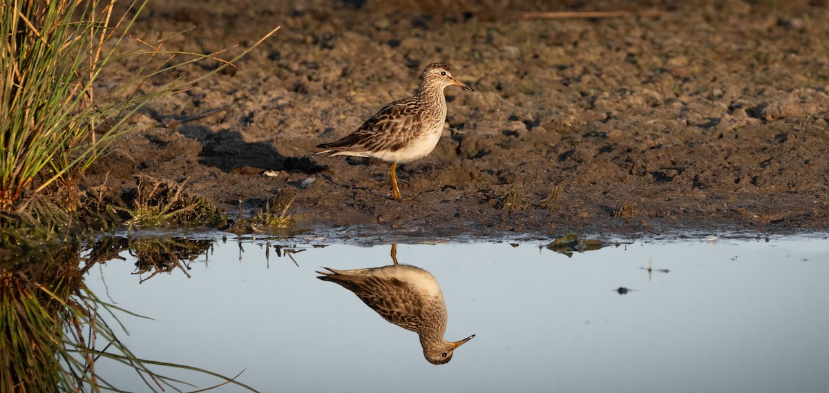 Bécasseau à poitrine cendrée - ML608411026