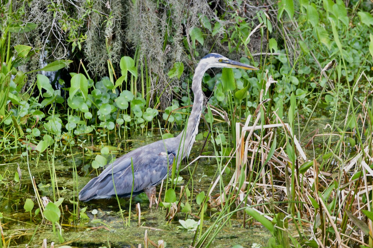 Great Blue Heron - Liam Gilroy