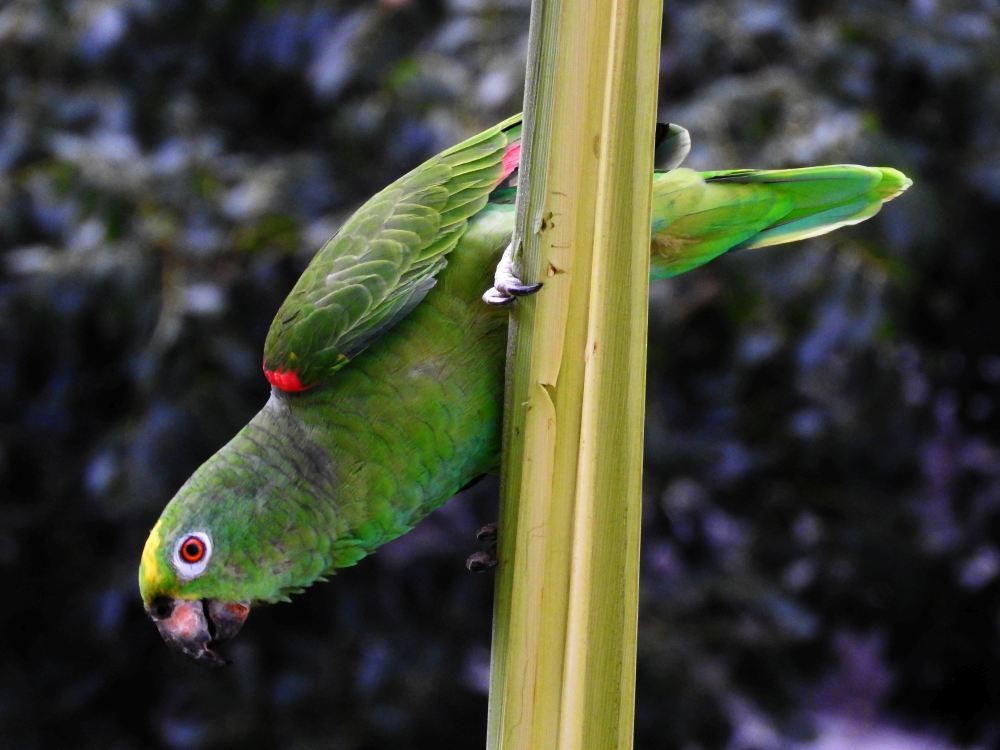 Yellow-crowned Parrot - ML608411115