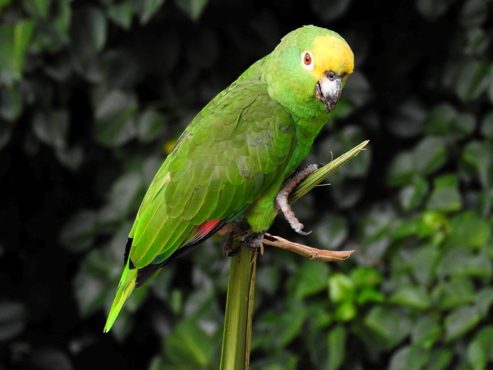 Yellow-crowned Parrot - ML608411116