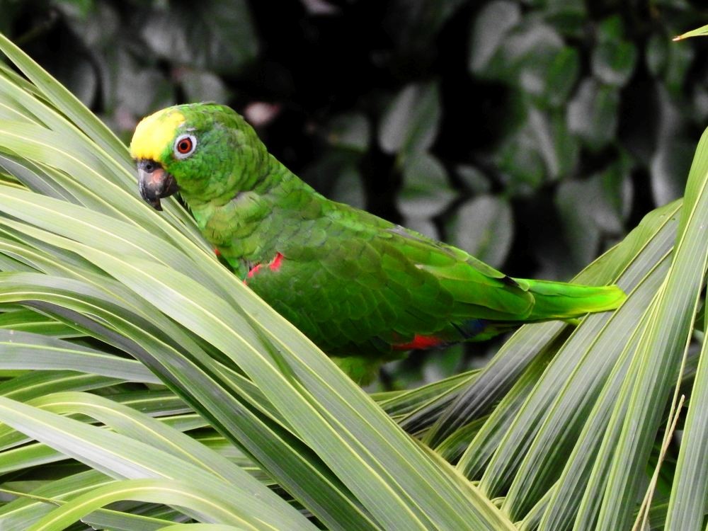 Yellow-crowned Parrot - ML608411117