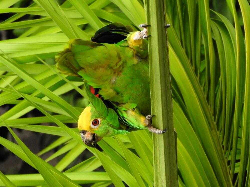 Yellow-crowned Parrot - ML608411118