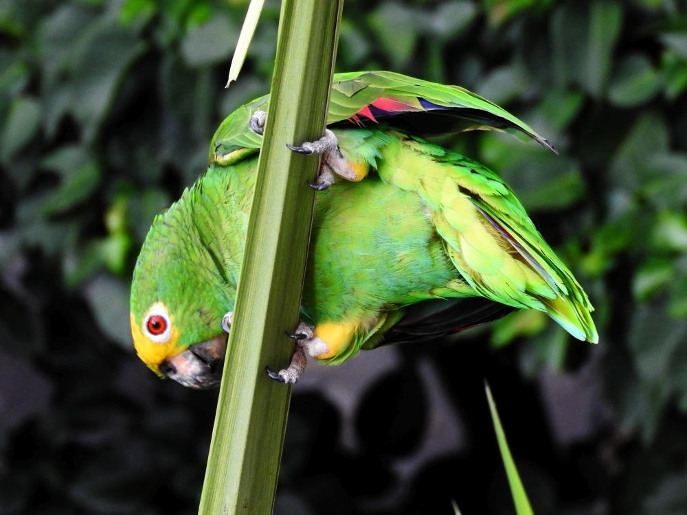Yellow-crowned Parrot - ML608411119