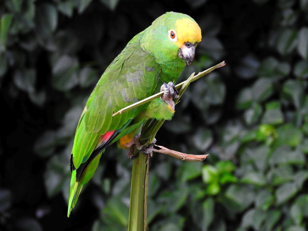 Yellow-crowned Parrot - ML608411122