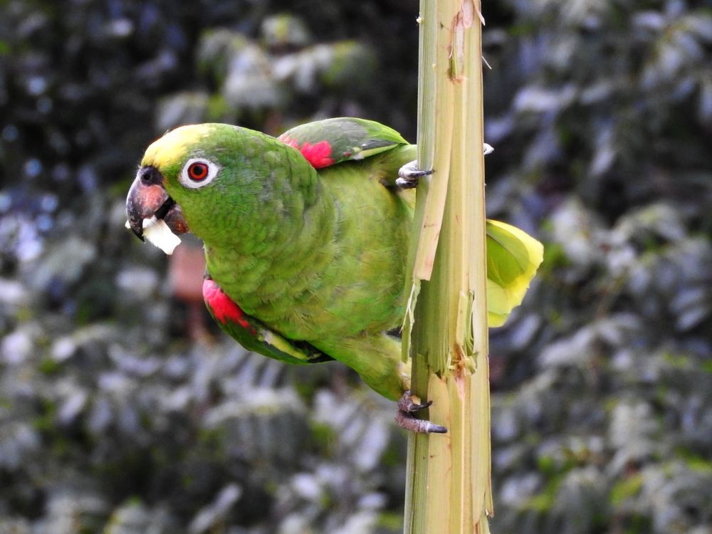 Yellow-crowned Parrot - ML608411123