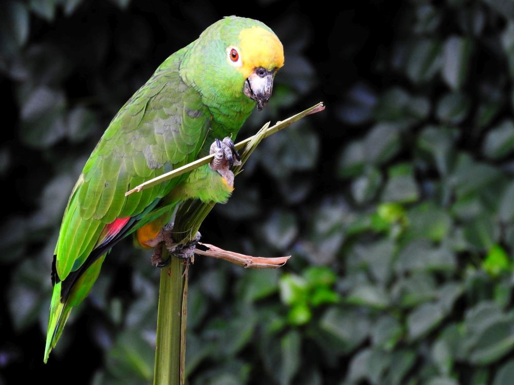 Yellow-crowned Parrot - ML608411124