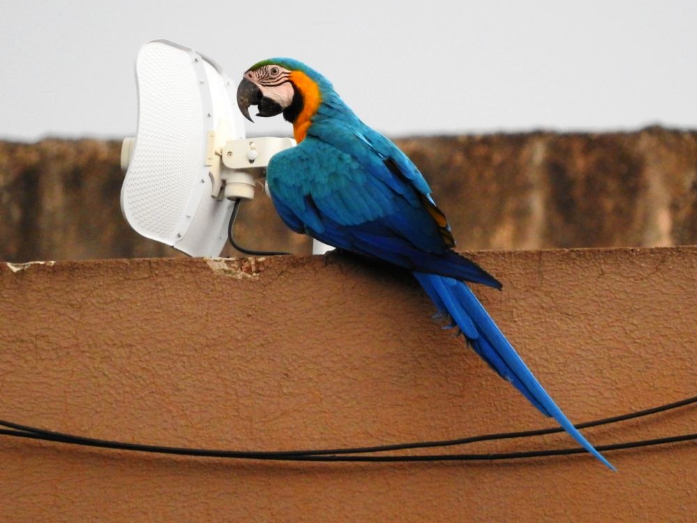 Blue-and-yellow Macaw - Fernando Nunes