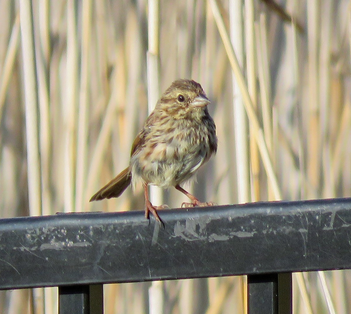 Song Sparrow - ML608411287