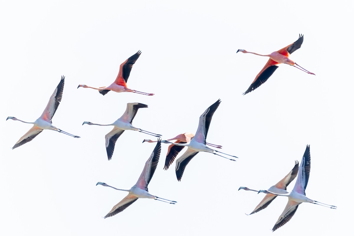 American Flamingo - Trevor Sleight