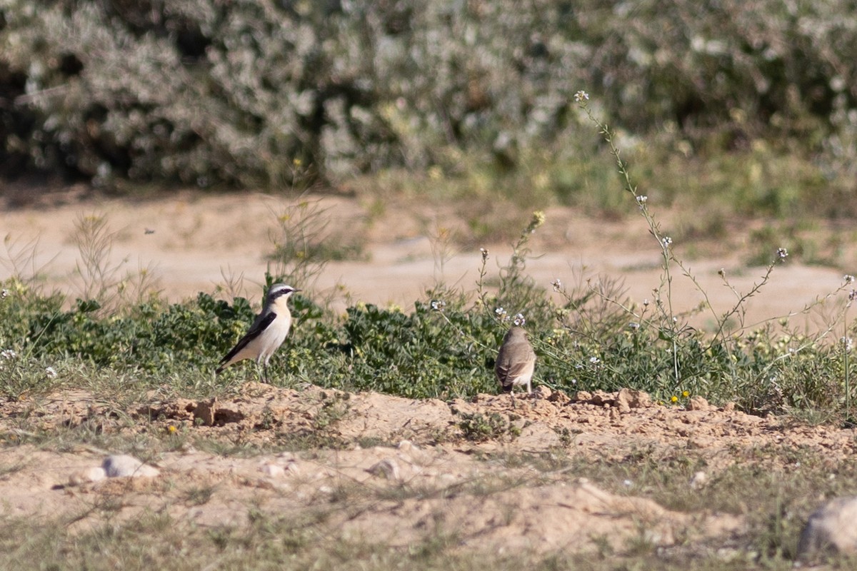 Northern Wheatear - Andrew Dreelin