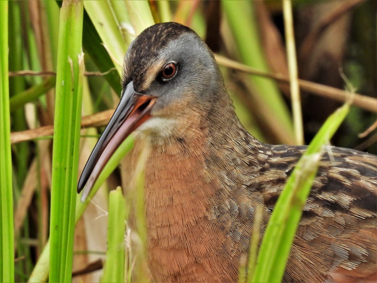 Virginia Rail - ML608411475