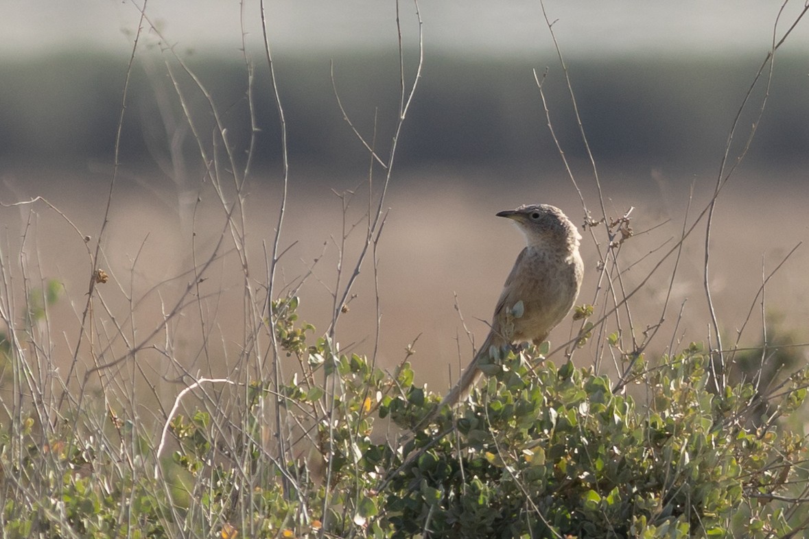 Arabian Babbler - ML608411476