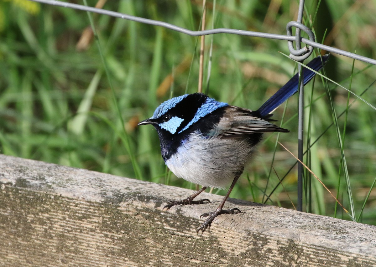 Superb Fairywren - ML608411534