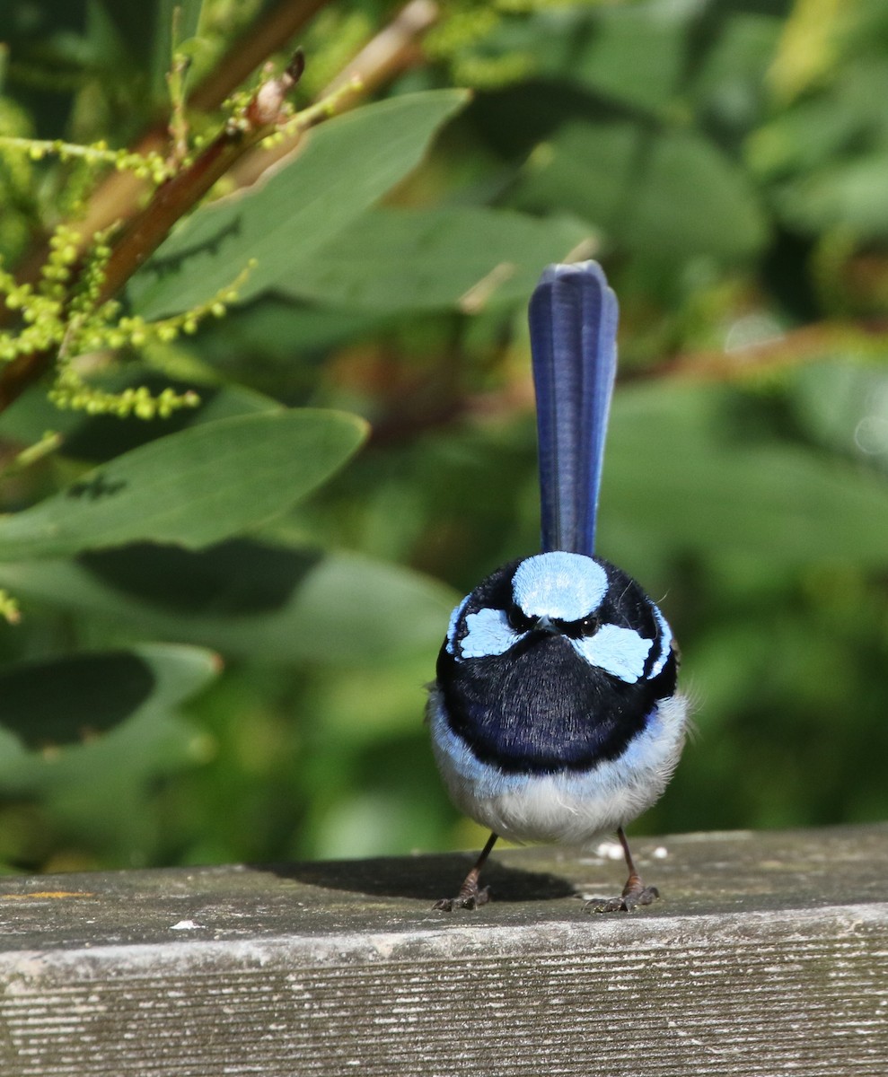 Superb Fairywren - ML608411535