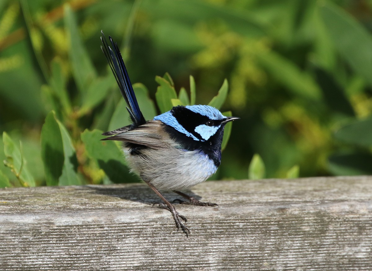 Superb Fairywren - ML608411536