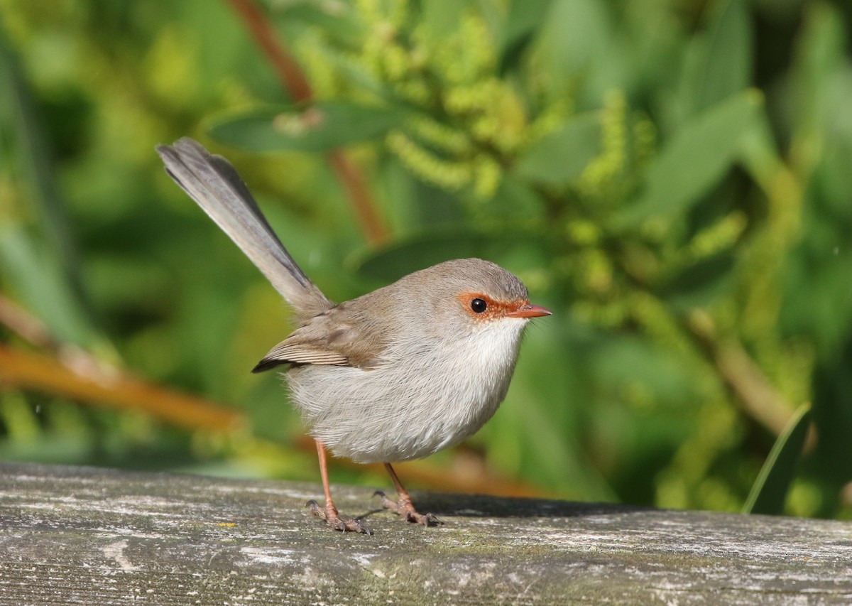 Superb Fairywren - ML608411537