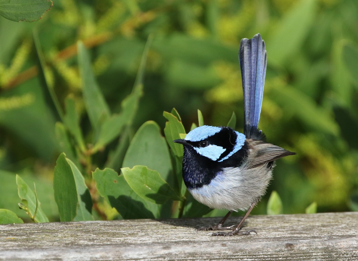 Superb Fairywren - ML608411539