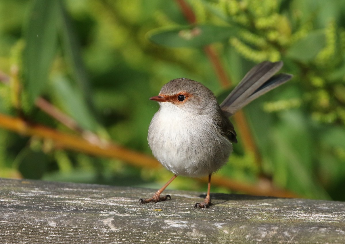 Superb Fairywren - ML608411540