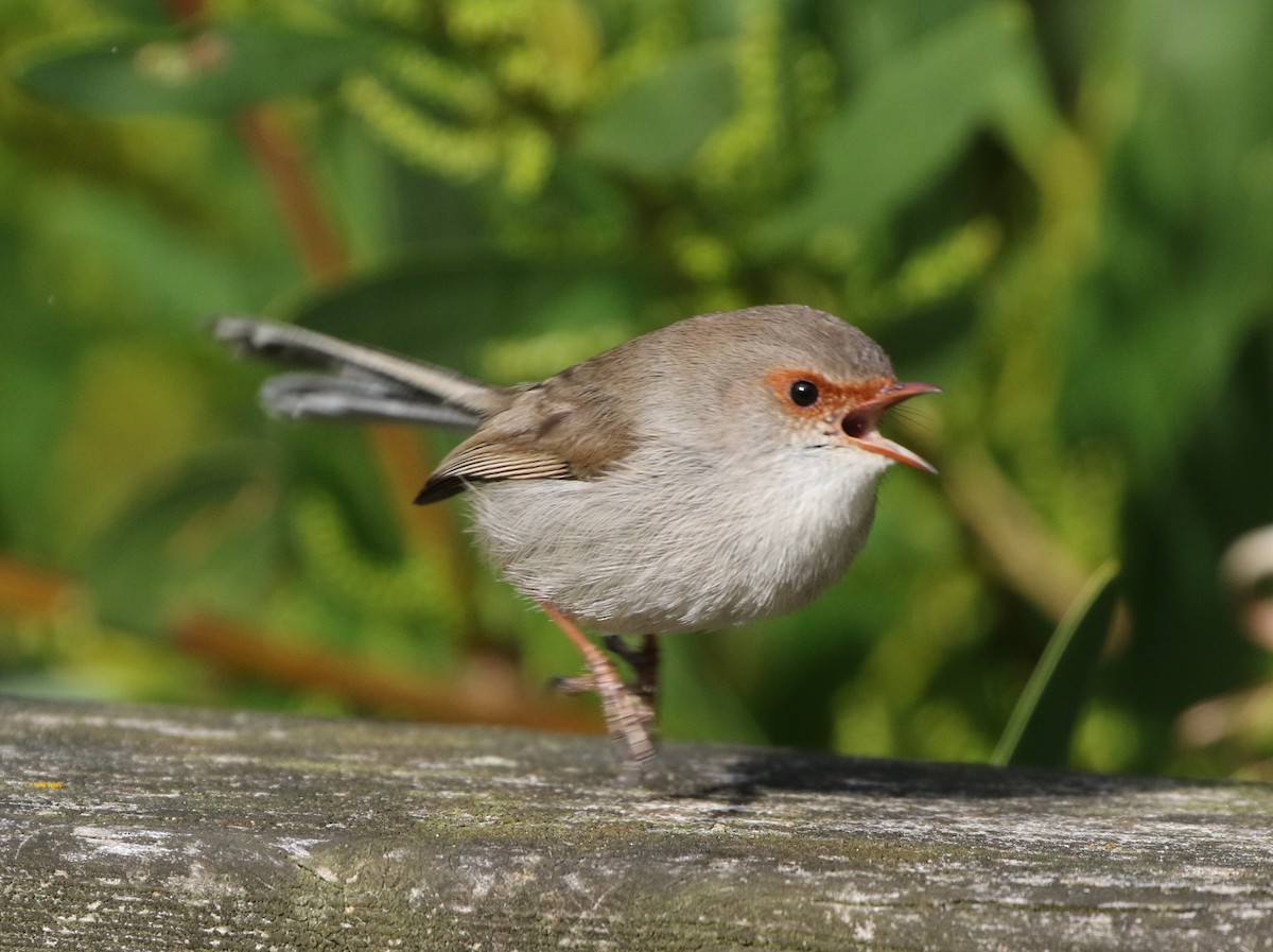 Superb Fairywren - ML608411541