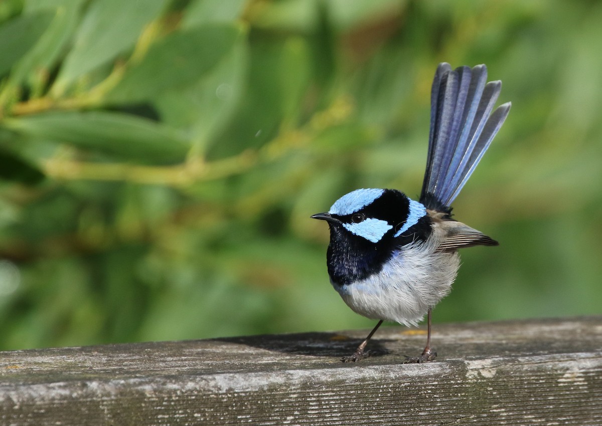 Superb Fairywren - ML608411544