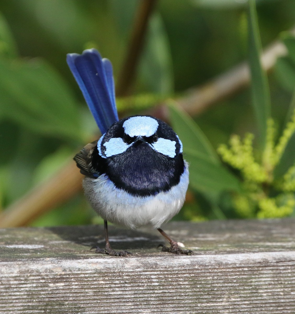 Superb Fairywren - ML608411545