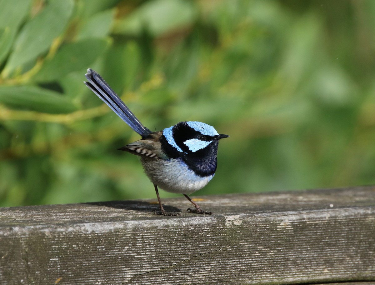 Superb Fairywren - ML608411546