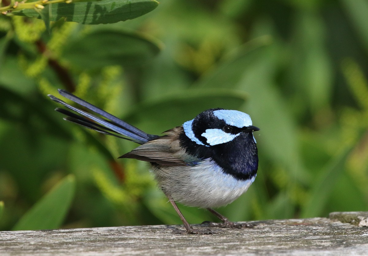 Superb Fairywren - ML608411547