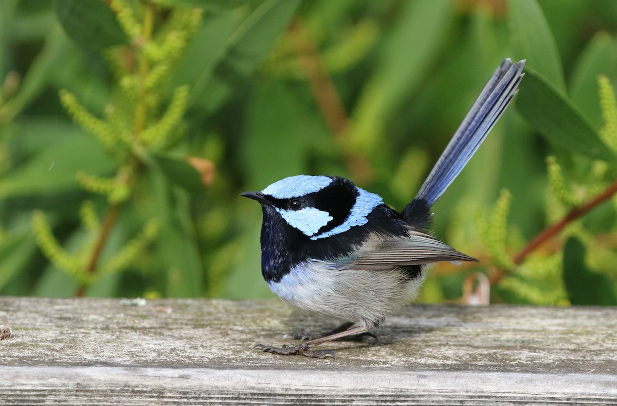 Superb Fairywren - ML608411548