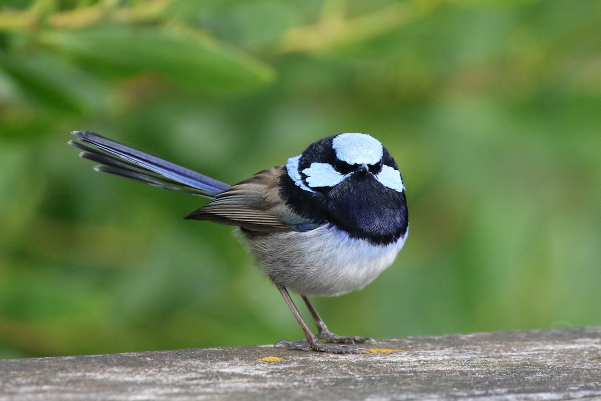 Superb Fairywren - ML608411555