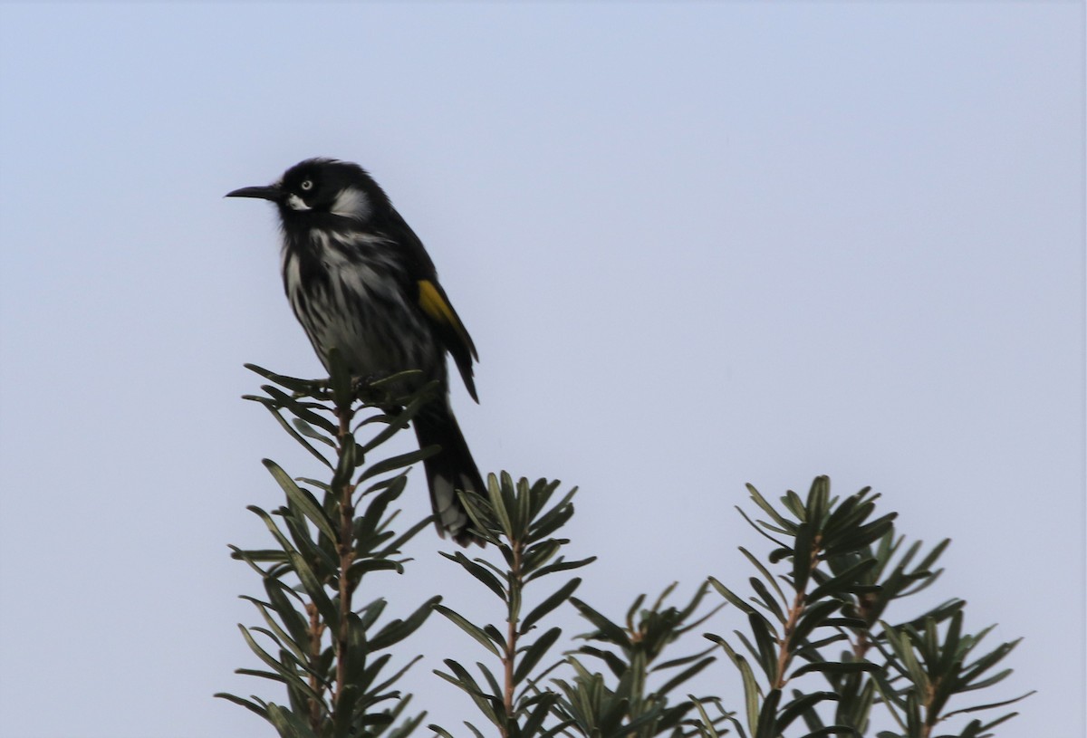 New Holland Honeyeater - ML608411572