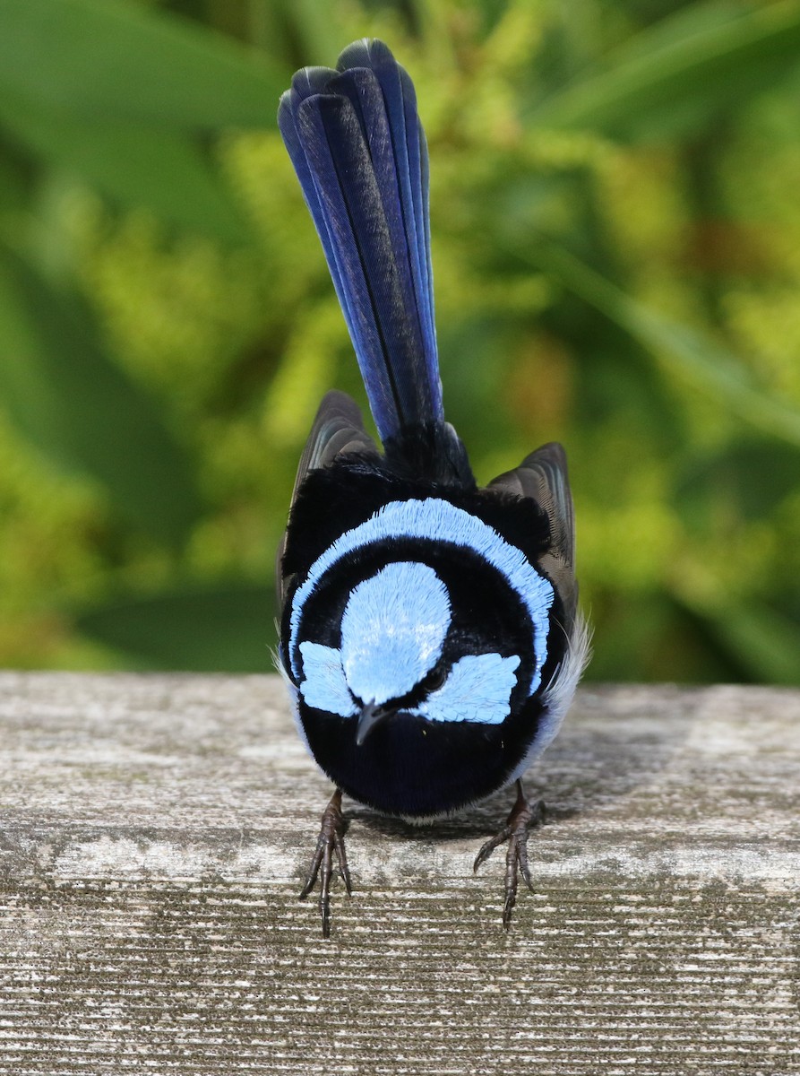 Superb Fairywren - ML608411577