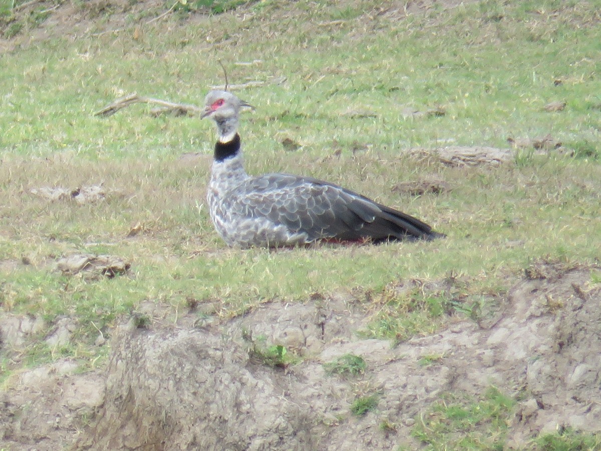 Southern Screamer - Miguel  C