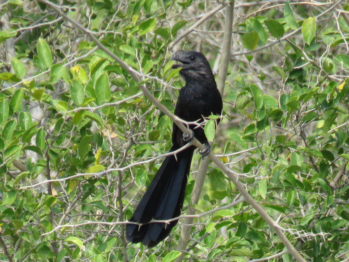 Smooth-billed Ani - Miguel  C