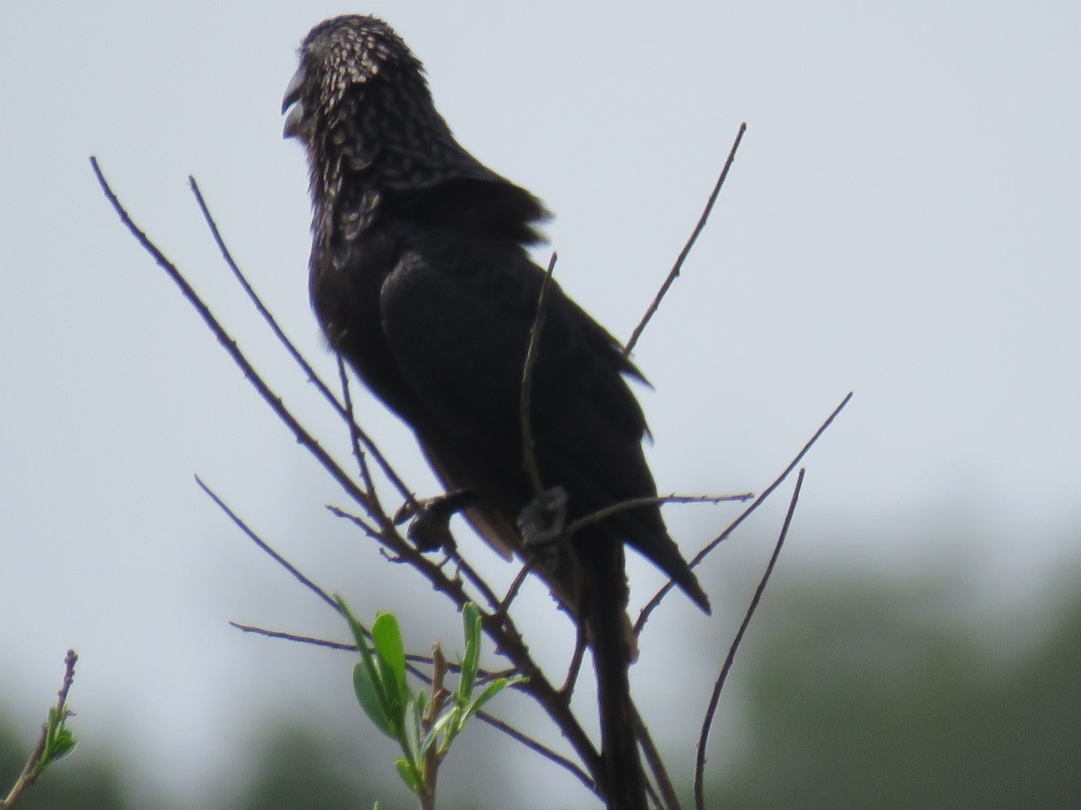 Smooth-billed Ani - ML608411619