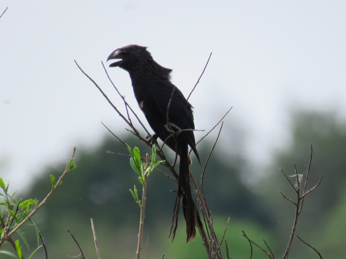 Smooth-billed Ani - ML608411620