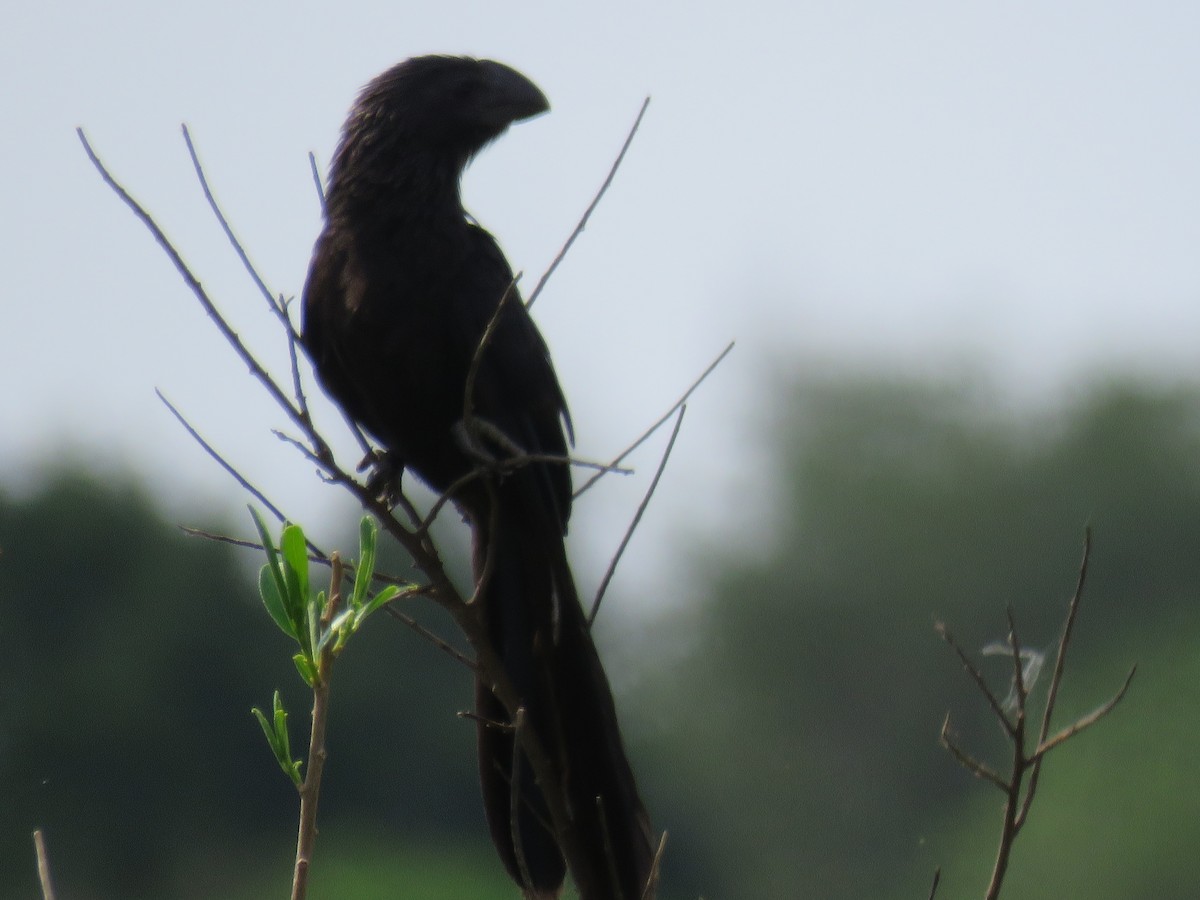 Smooth-billed Ani - ML608411621