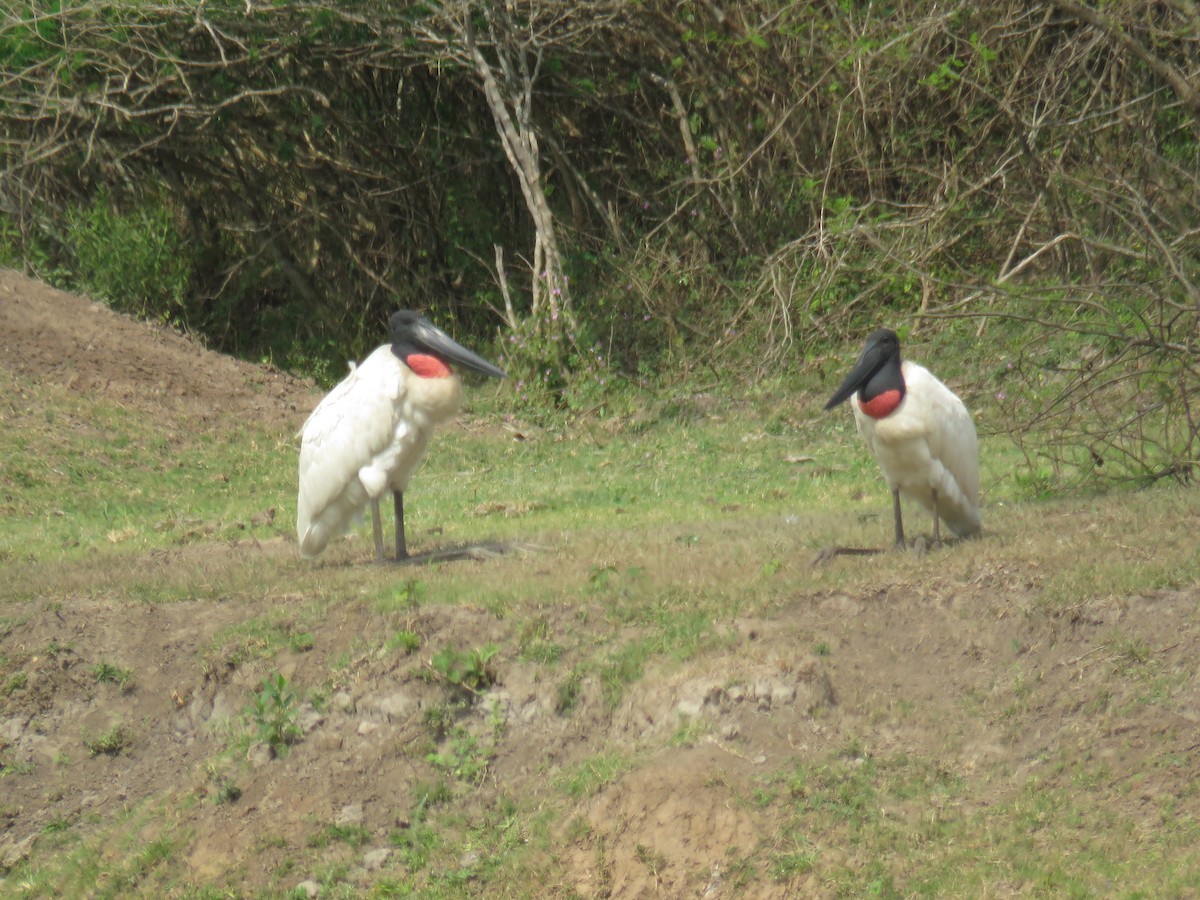 Jabiru d'Amérique - ML608411640