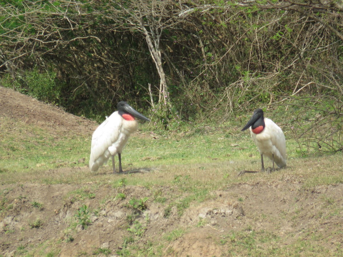 Jabiru - ML608411641