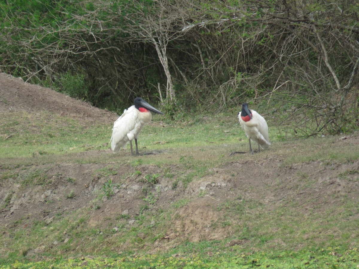 Jabiru - ML608411642