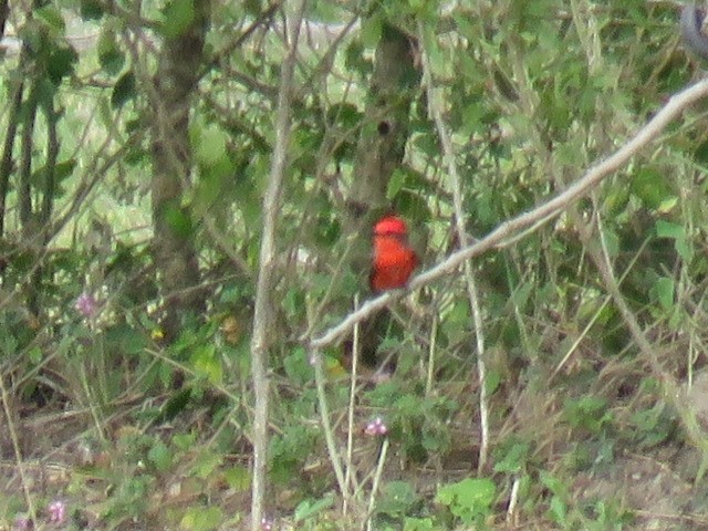 Vermilion Flycatcher - Miguel  C