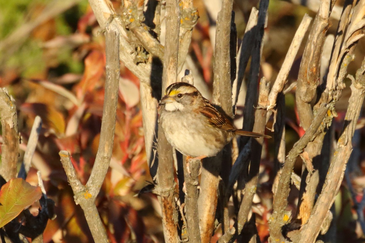 White-throated Sparrow - gord smith