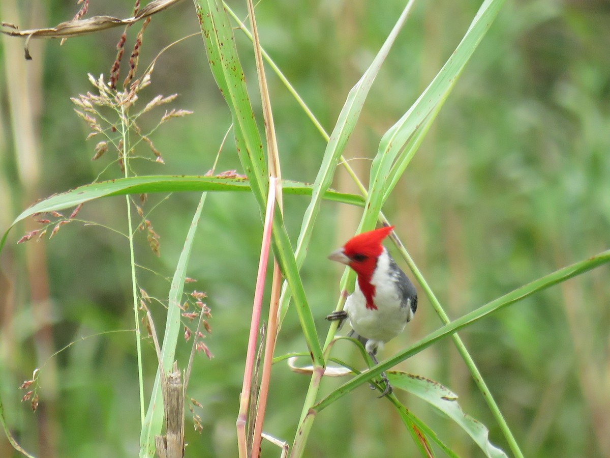 Red-crested Cardinal - Miguel  C