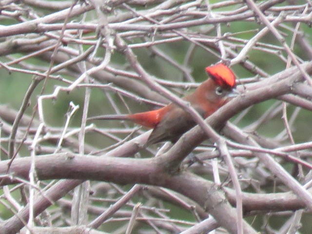 Red-crested Finch - Miguel  C