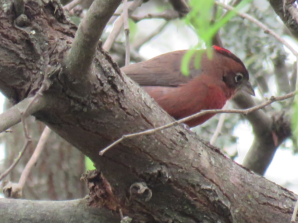 Red-crested Finch - Miguel  C