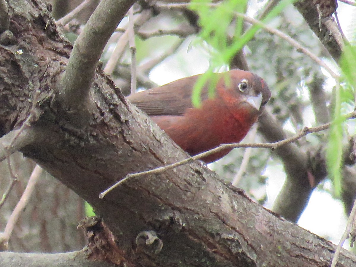 Red-crested Finch - Miguel  C