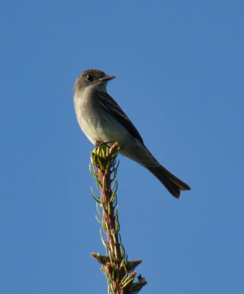 Eastern Wood-Pewee - ML608411834