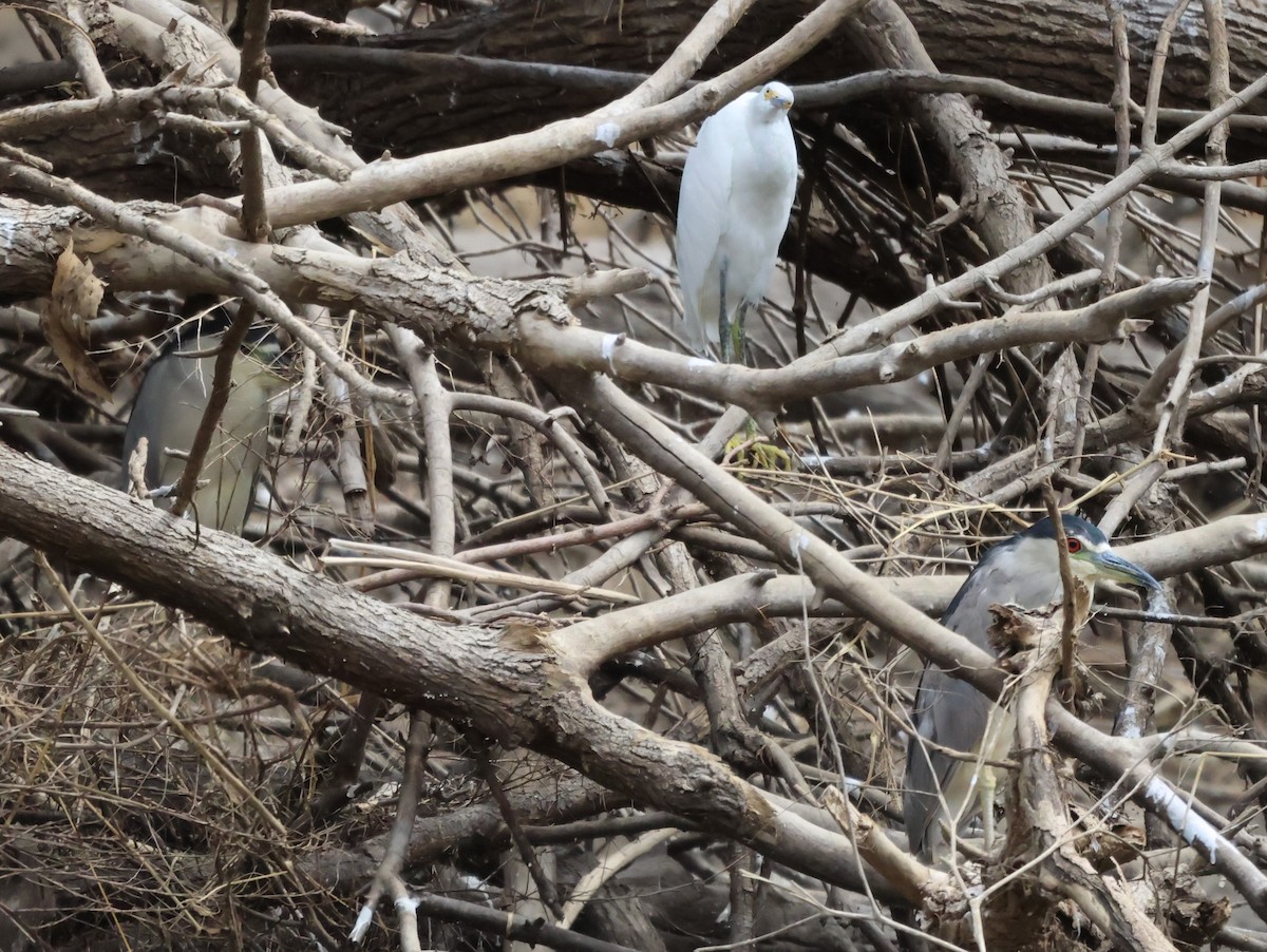 Black-crowned Night Heron - ML608411982