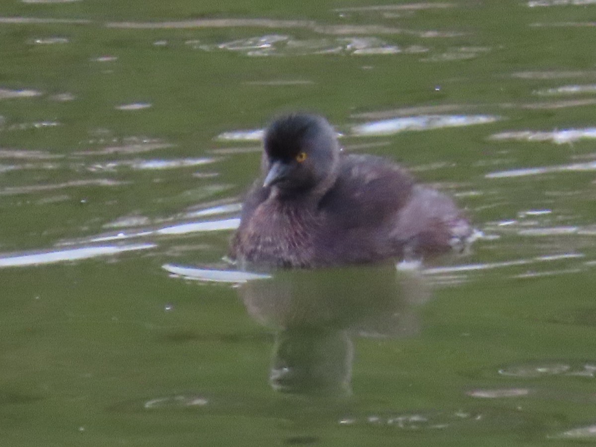 Least Grebe - ML608412084